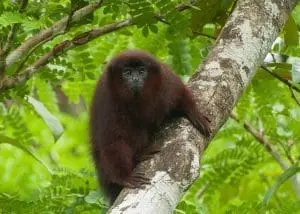 Coppery Titi Monkey