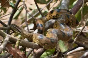 anaconda fotografeado por un viajero