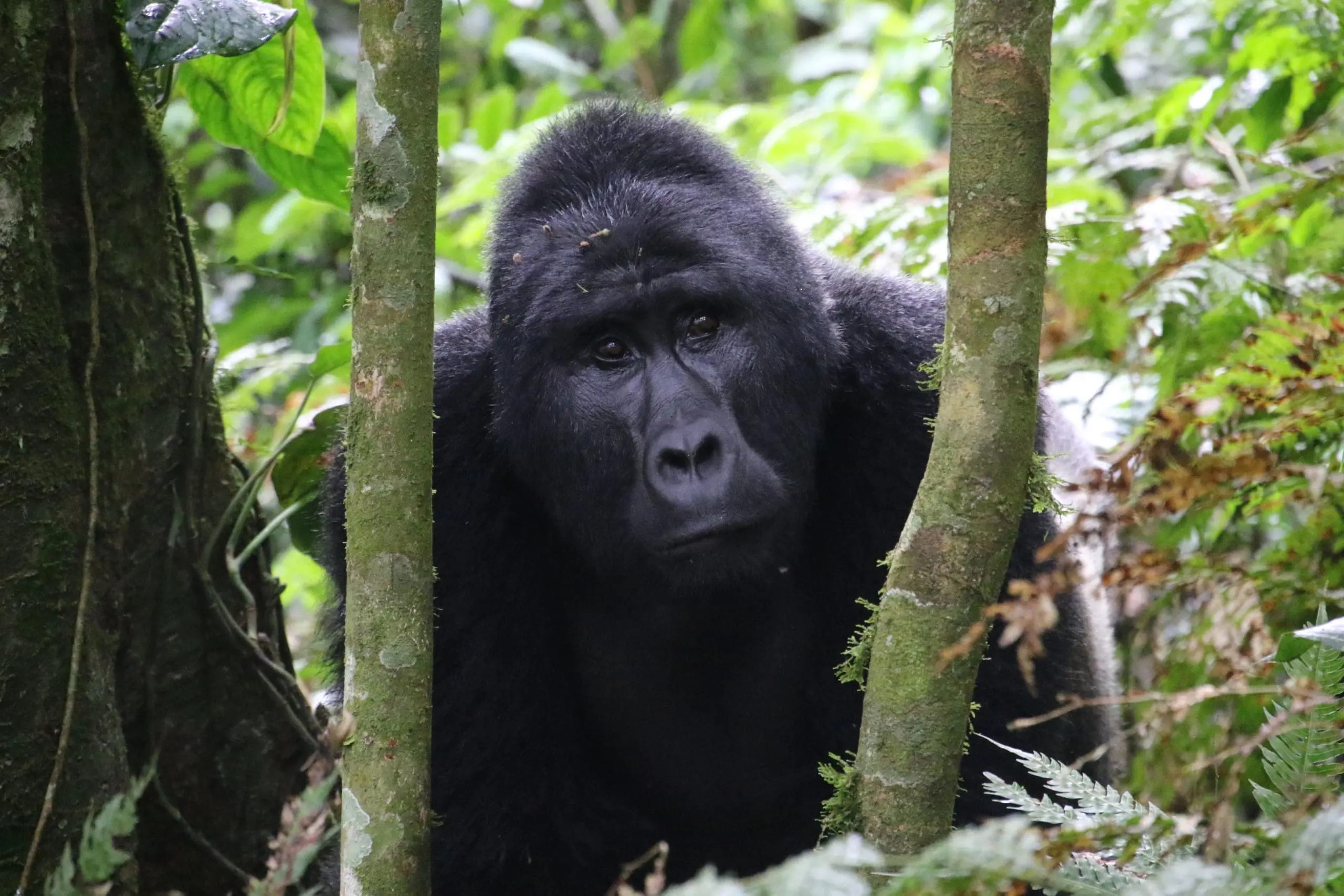 3. Tracking Gorillas