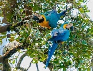 Photo of two blue and yellow macaws (ara ararauna)