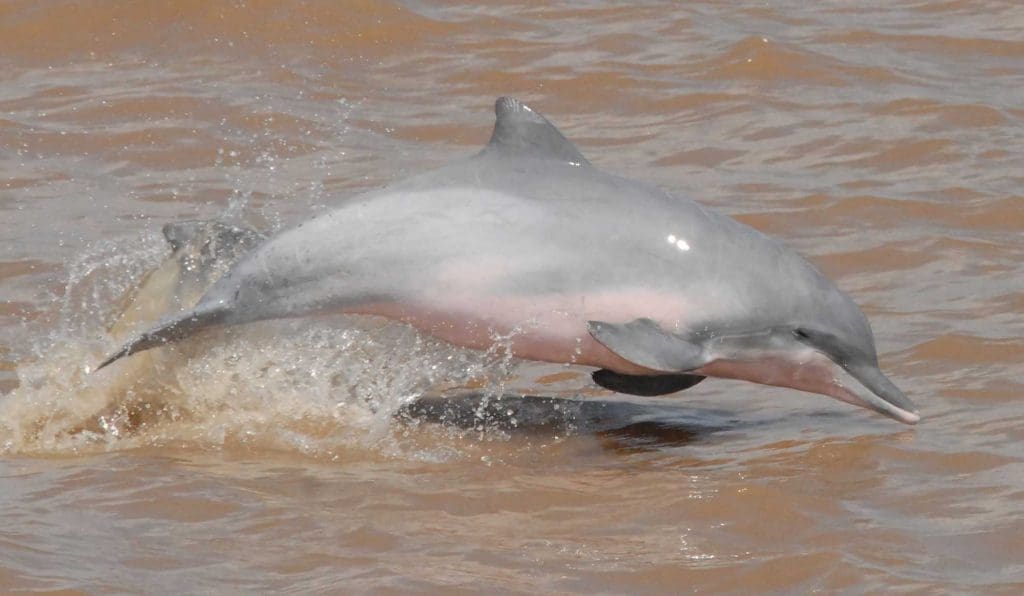 pink river dolphin jumping out of the water
