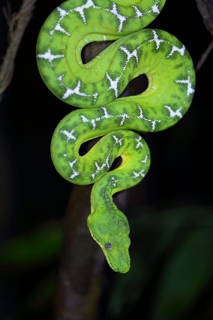 Emerald Tree Boa By Carmen Lundqvist Amazonia Expeditions