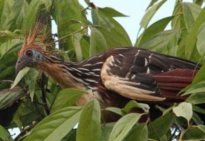 Photo of hoatzin bird (Opisthocomos Hoazin) in a tree taken by Jack Rogers