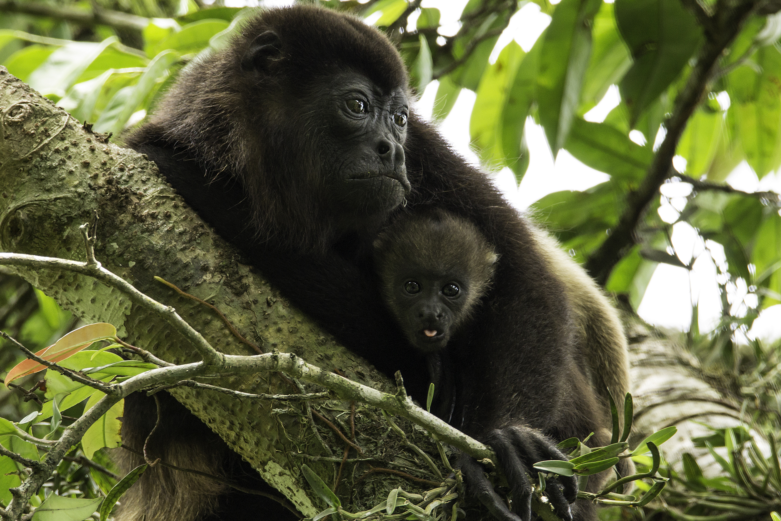 Вес обезьяны. Вымершие обезьяны. 4 Обезьяны. Вымирающая обезьяна Бразилии. Мартышка в лесах Амазонии.