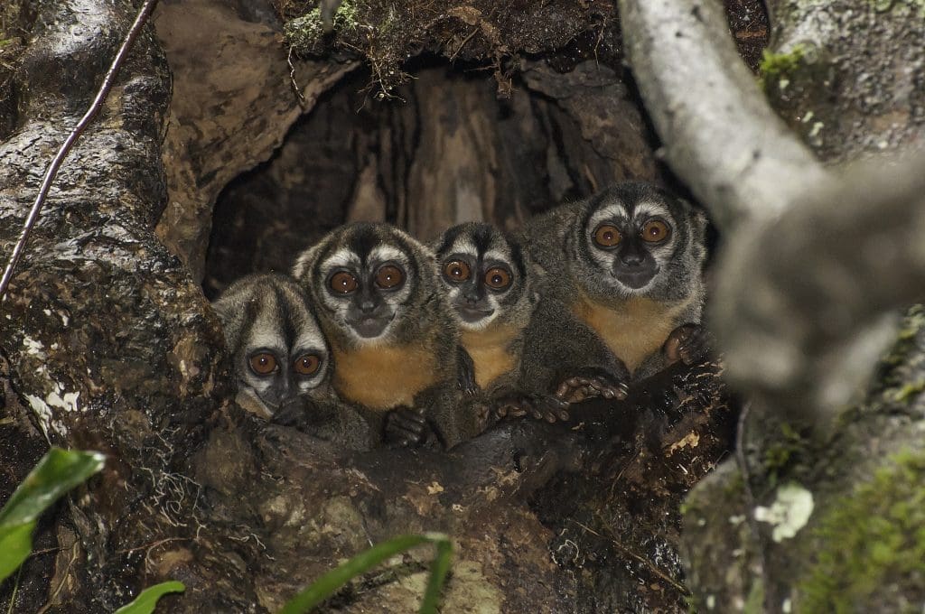 owlmonkeysaotusnancymaae3 Amazonia Expeditions