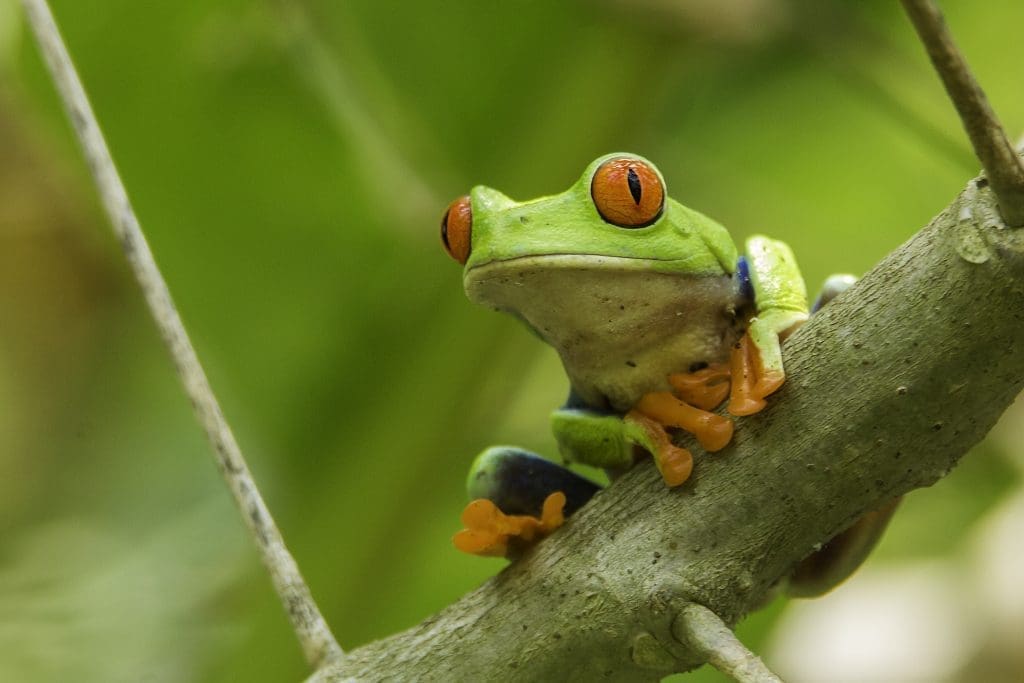 red-eyed-tree-frog · Amazonia Expeditions