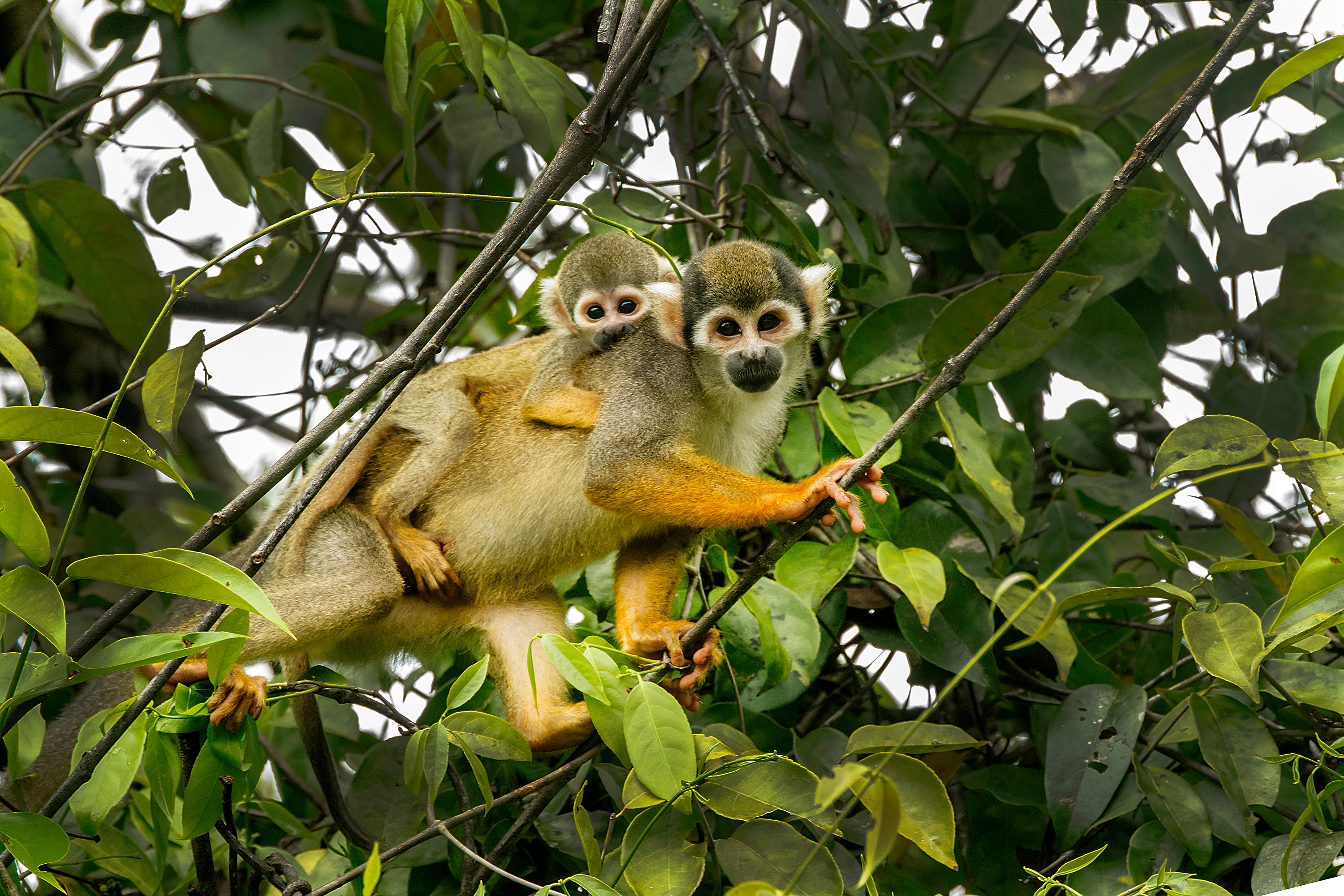 squirrel-monkey-and-baby