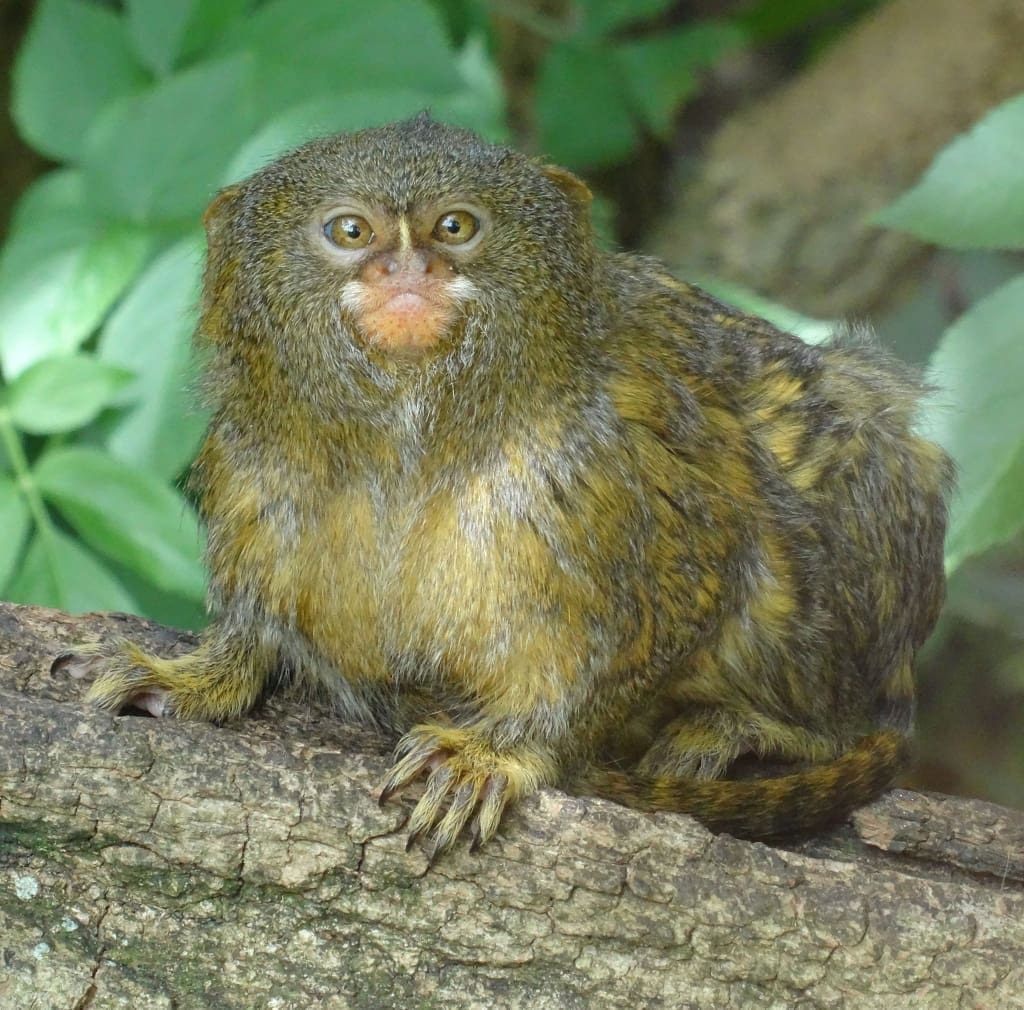 pygmy-marmoset · Amazonia Expeditions