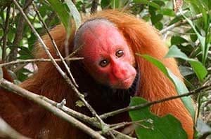 Bald red uakari monkey
