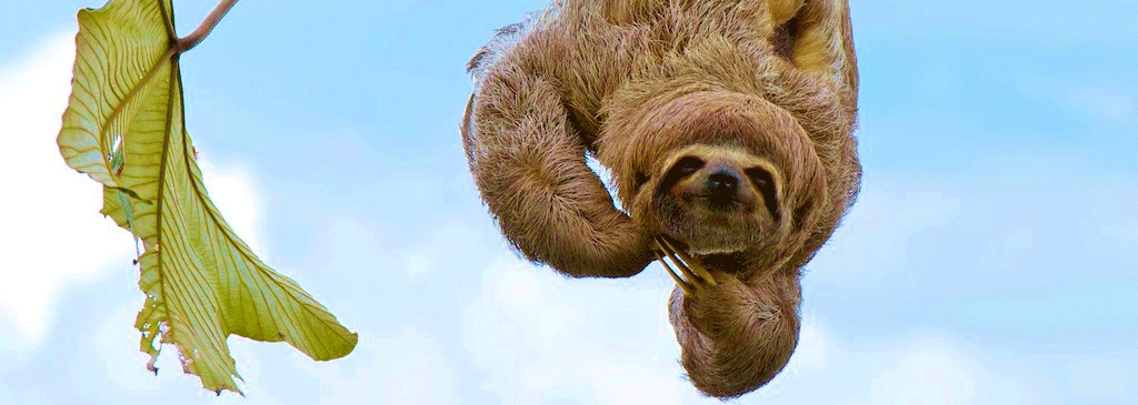 Photo of three toed sloth hanging from a tree