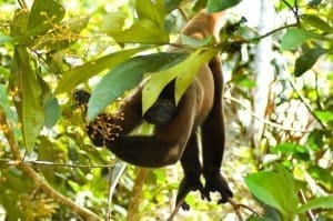 Woolly Monkey (lagothrix poeppigii) Dorilla