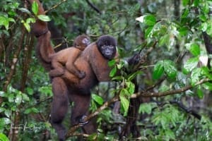 Woolly Monkey (lagothrix poeppigii) Dorilla and baby. Photo courtesy of Amazonia guest Gretchen Geest.
