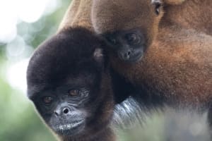 Photo of Woolly Monkey (Lagothrix poeppigii) Dorilla and baby. Photo courtesy of Amazonia guest Lisa Schmidt.