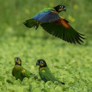 Photo of three Orange-Cheeked Parrots (Pyrilia Barrabandi), one flying