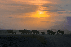 African Serengeti Migration