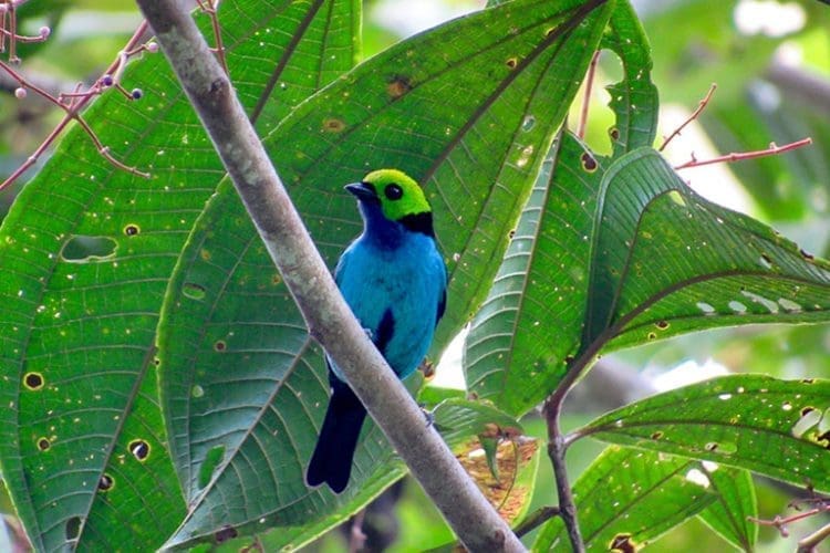 Expedition-Birding | Amazonia Expeditions