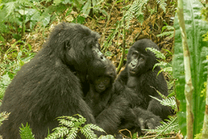 Gorilla mother with two babies