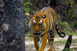 Tiger walking in India