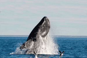 Whale Breaching in Southern Argentina