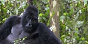 Male Adult Mountain Gorilla