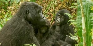 Mother mountain gorilla with two babies