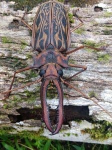 The most beautiful and the most terrifying specimens can be found in the jungle. The Giant Jawed Sawyer Beetle (Macrodontia cervicornis) is one of the largest insects that can be found in the Amazon, growing to about the size of a human hand.