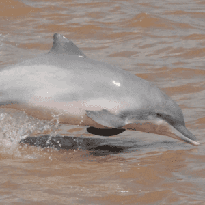 photo of pink river dolphin leaping out of the water