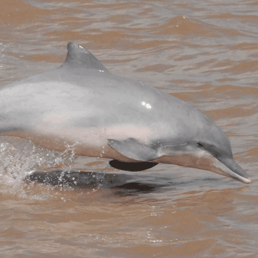 pink-river-dolphin-square · Amazonia Expeditions