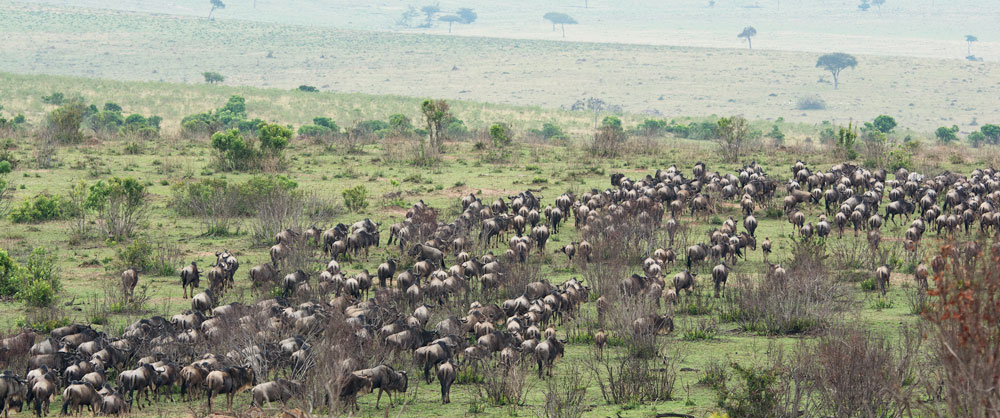 A herd of wildebeest in Serengeti National Park, an international trip location for Amazonia Expeditions