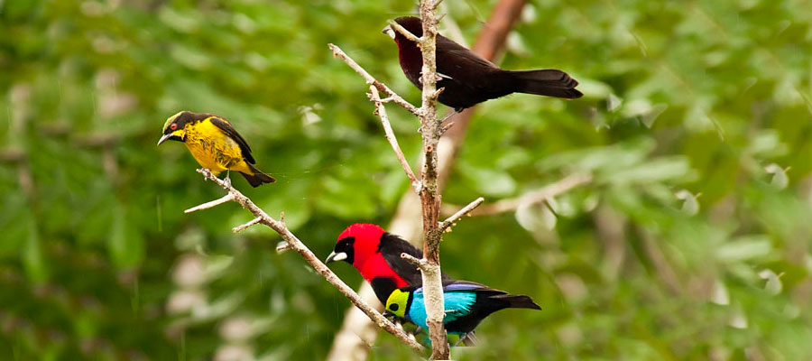 Yellow bellied dacnis, silver beaked tanager, paradise tanager, and masked crimson tanager all on one branch.