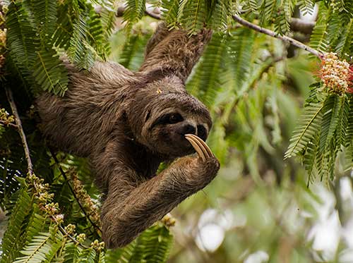 amazon canopy tours