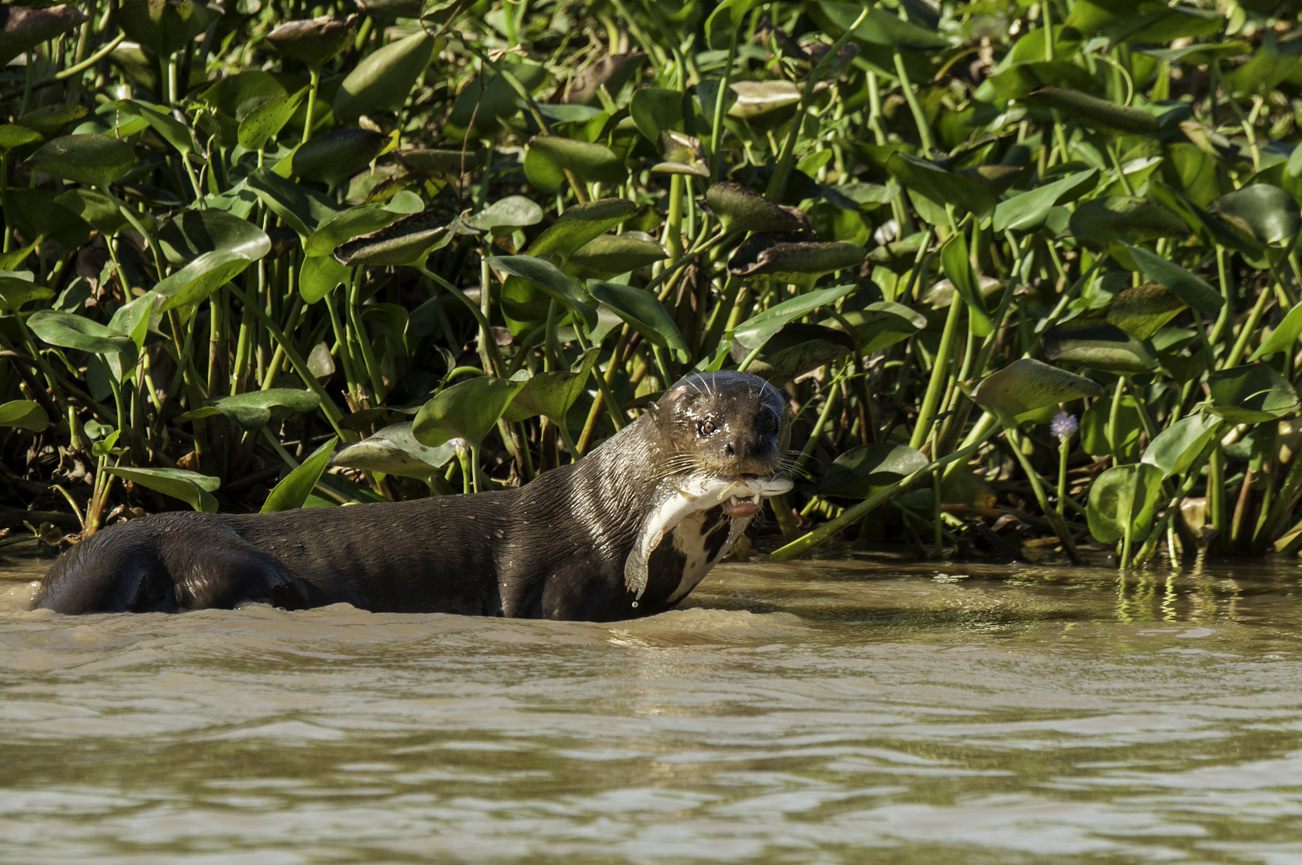 The Wolf Of The River The Giant River Otter Amazonia Expeditions