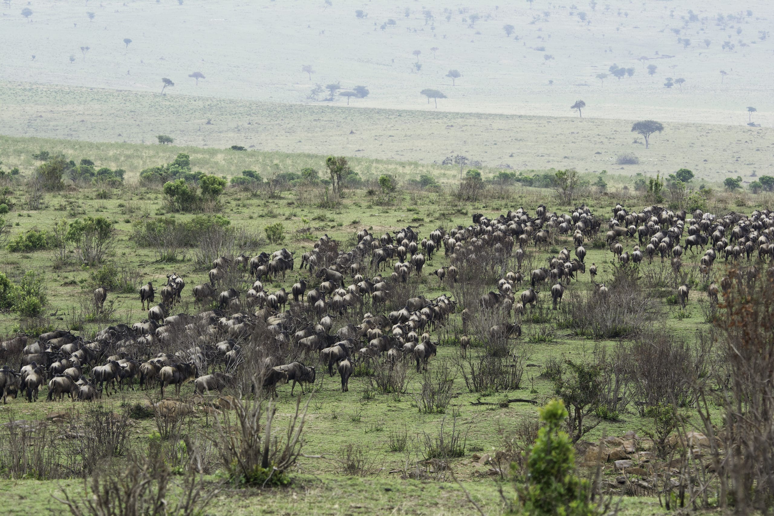 2 Great Migration
