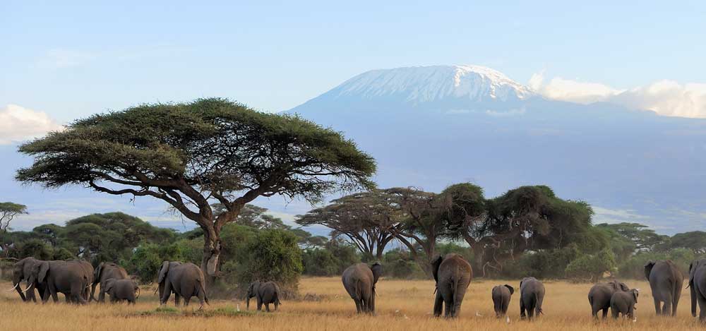 A herd of elephants in front of Kilimanjaro in Kenya