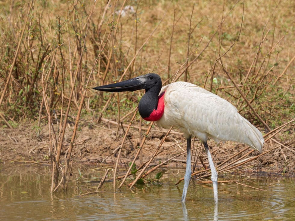 Brazilian Pantanal Wetlands Expedition · Amazonia Expeditions