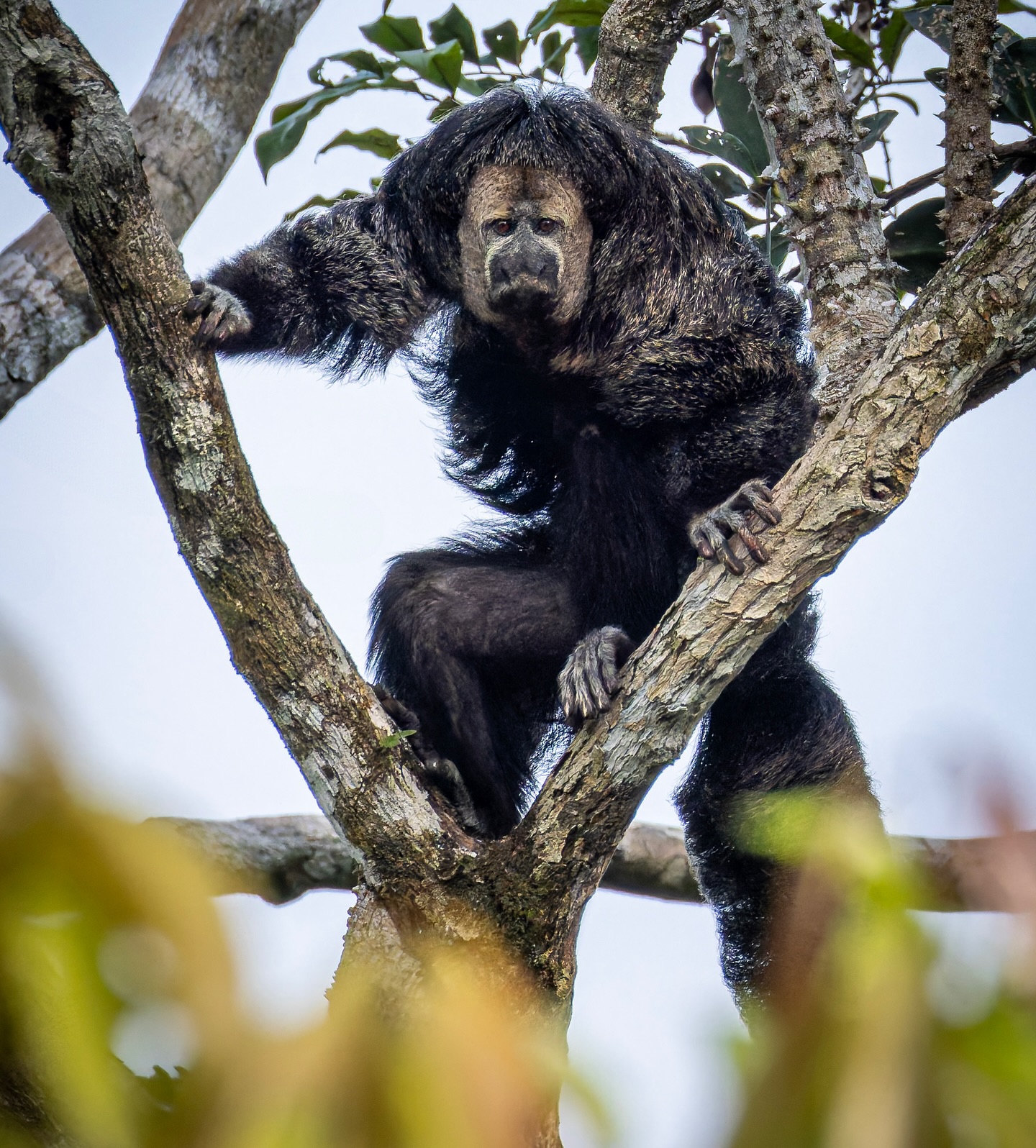 Saki Monkey photographed by Tahuayo Lodge guest Mike Cargall