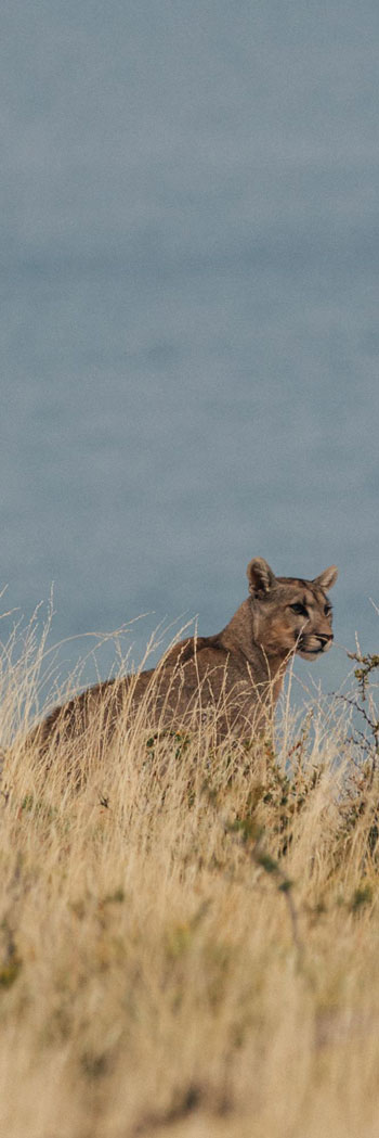 puma-encounter-in-patagonia