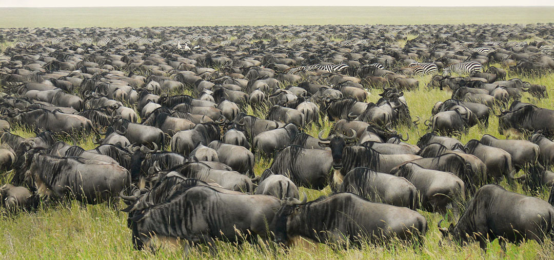 Wildebeest during the great migration on an Amazonia Expeditions Tour