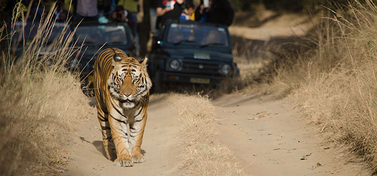 amazonia expeditions tour to central india on tiger safari
