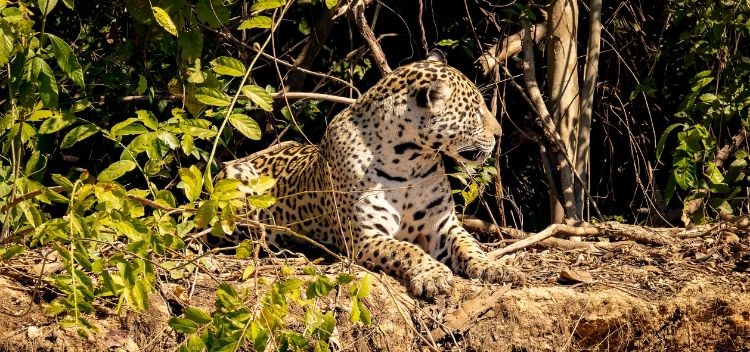 Jaguar sunning itself on Brazilian Pantanal expedition captured by traveler Mike Cargal